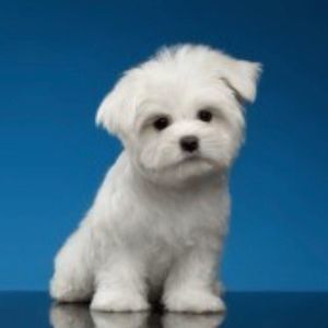 Meet your Posher, Patty